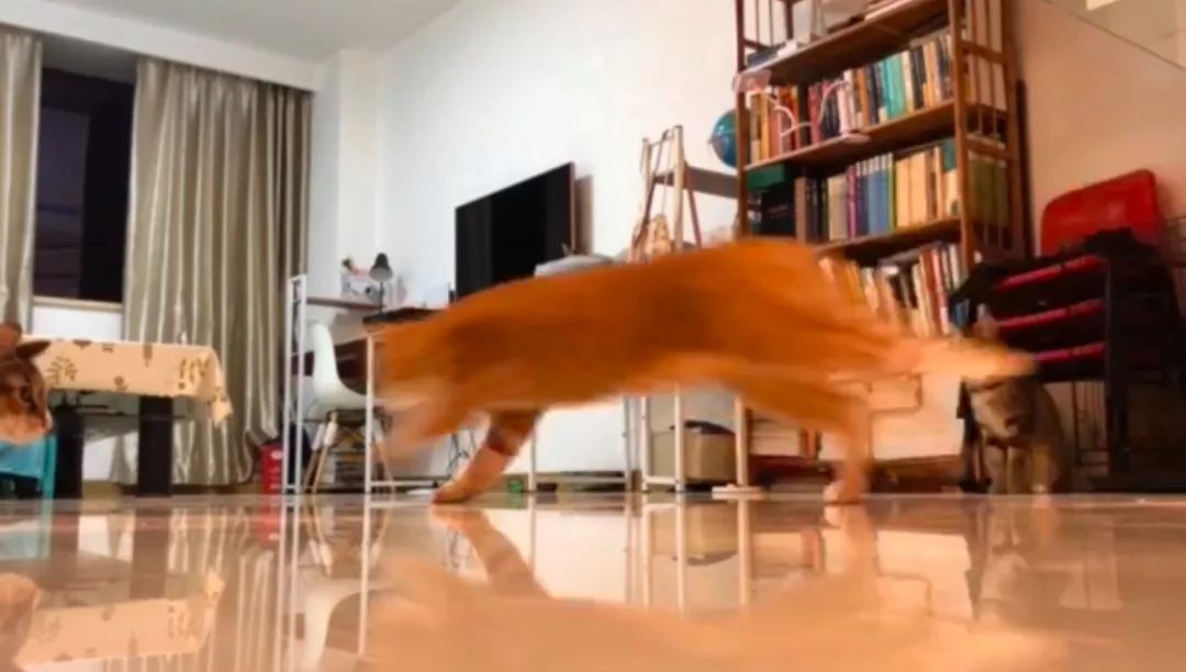 先天单侧肾脏的猫咪需要注意什么,猫咪吃药导致肾脏出问题怎么办