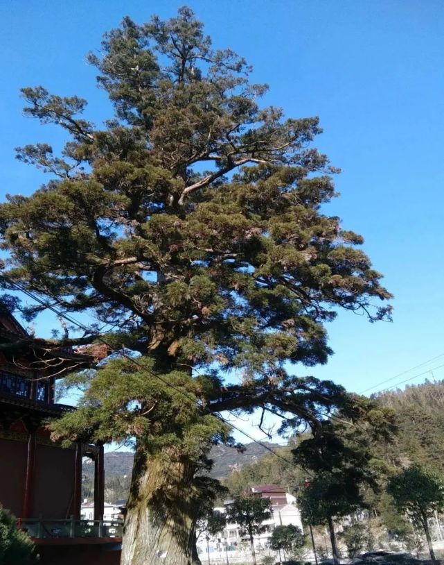 温州乐清900多岁的“树王”,长这样
