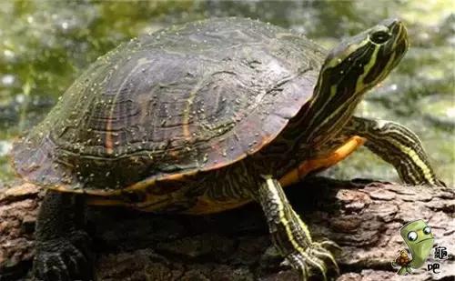 养龟的寓意和禁忌,养龟常见问题及解决办法