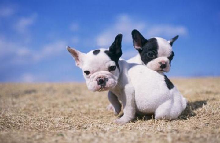 小狗拉肚子怎么灌药,小狗拉肚子眼睛发红