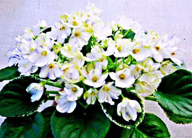 紫罗兰花卉大全,紫罗兰花卉盆栽图片