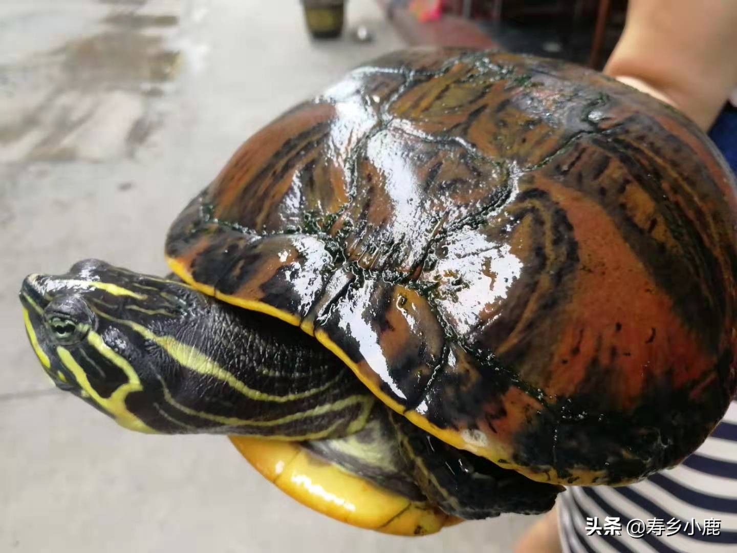 水龟怎么养可以去除真菌,水龟怎么防治腐皮