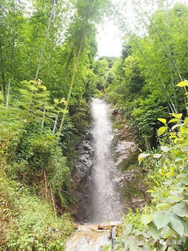 18万冰岛普洱茶,冰岛18年茶价格