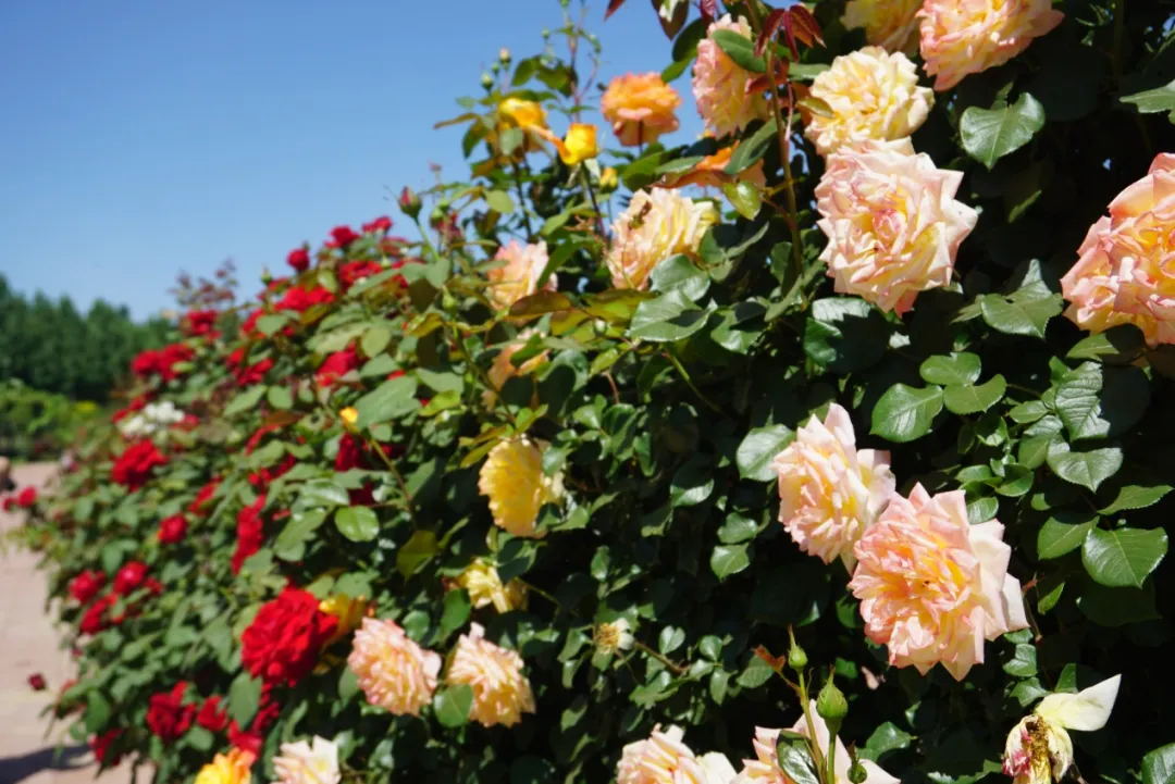 大兴月季园的月季有多少种,北京最大的月季基地在哪