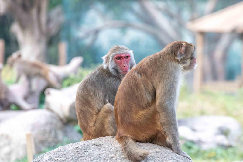 玩转广州长隆野生动物世界之行,广州长隆动物世界游玩攻略图