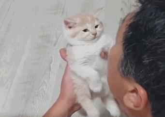 被猫咪调戏怎么办,猫咪被阿姨骚扰