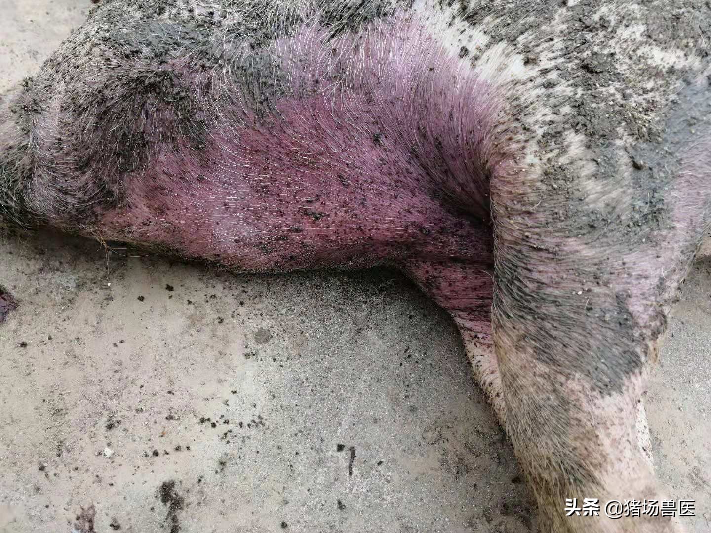 春季猪疾病防治措施,猪病知识大全及治疗