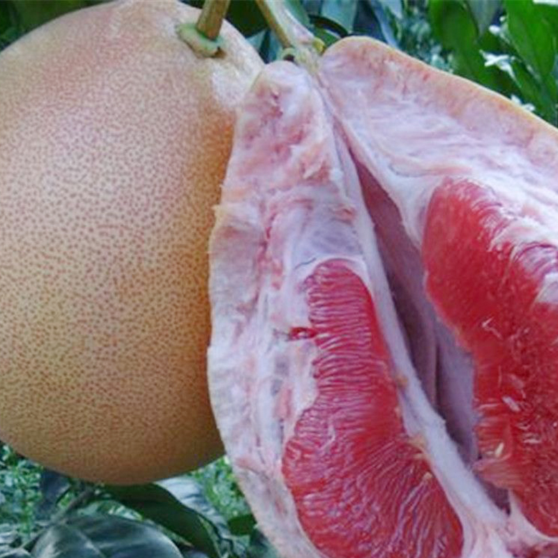 全球柑橘类水果的生产