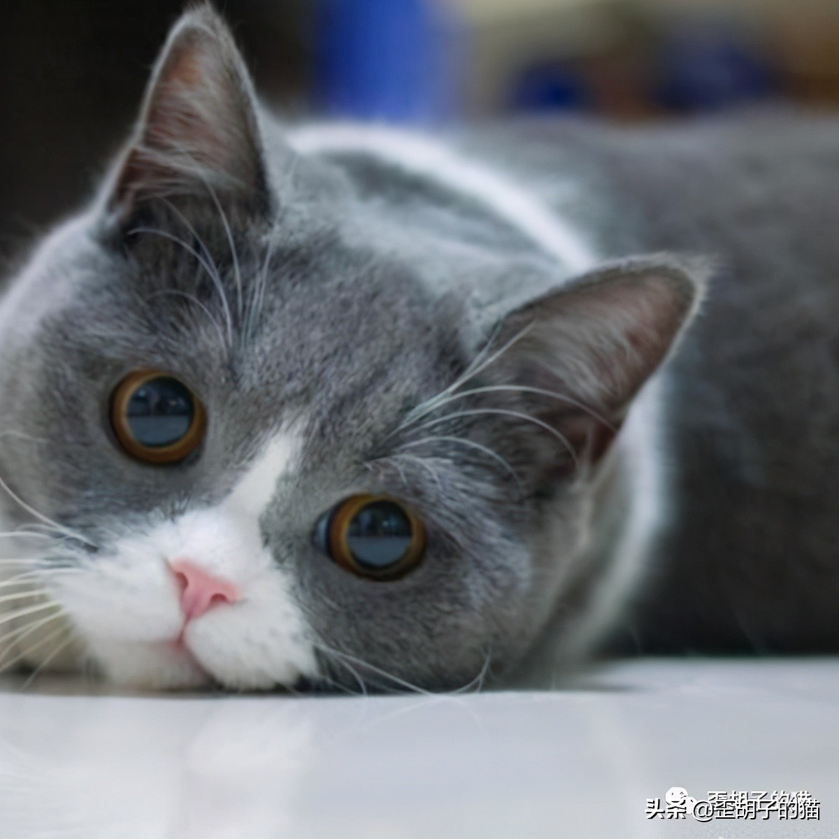 「歪胡子的猫」盘点中美日动漫中的猫咪现实中的样子