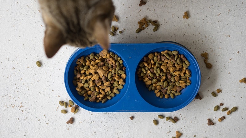 猫咪一直抓地板是为什么,猫吃饱后为什么会抓地板