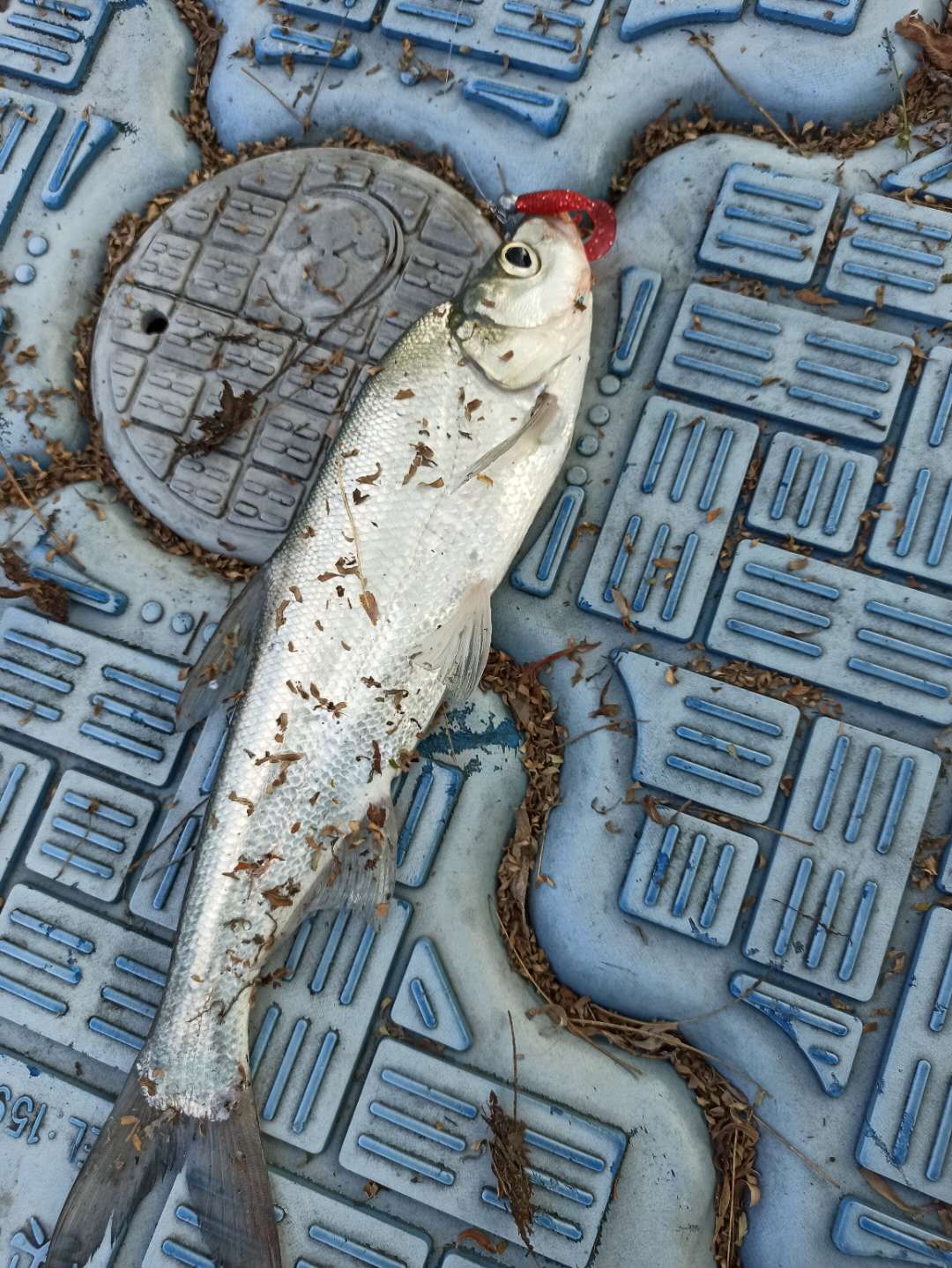 路亚入门装备推荐品牌,淡水路亚入门装备