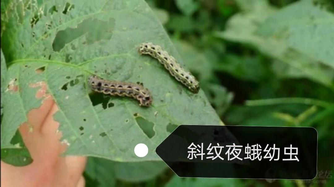 地下害虫,地下害虫斜纹夜蛾