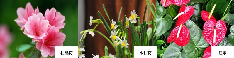 哪些绿植适合放在室内净化空气,空气净化器和绿植哪个净化效果好