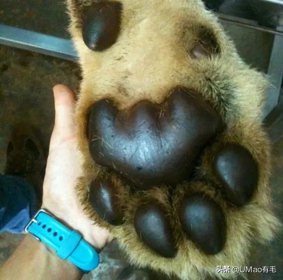 这套喵肉球vs口红色号匹配大全送你了!拿走不谢!