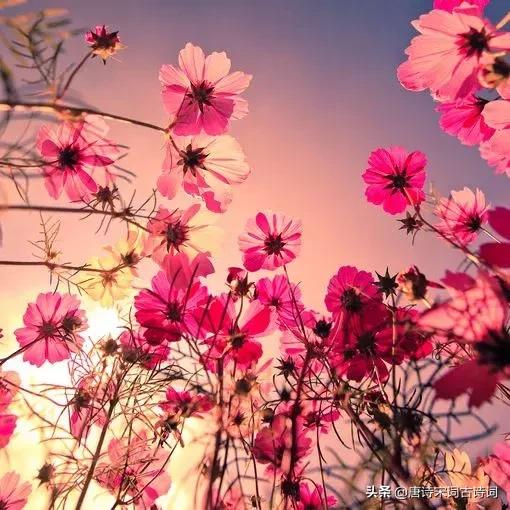 四月相聚的诗词,最美人间四月天唯美诗词