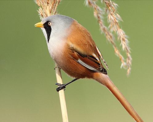 东江揽胜,惠州淡水常见鸟类图谱