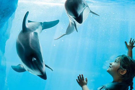 芝加哥周末去哪里旅游,芝加哥度假游攻略