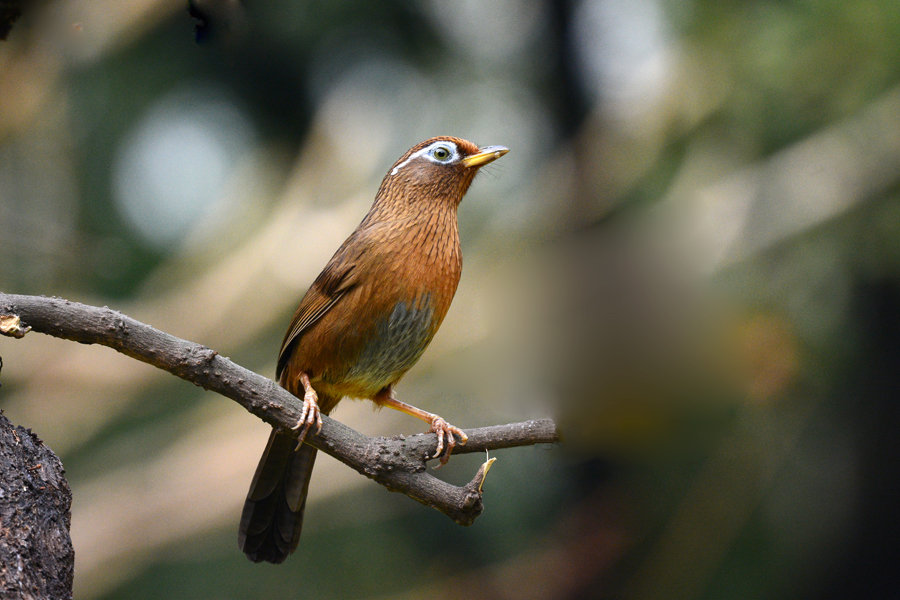 【画眉鸟不唱歌】画眉鸟不叫怎么办？