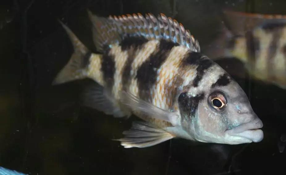 自己做大型水陆缸,在家自己打造一个沙漠缸