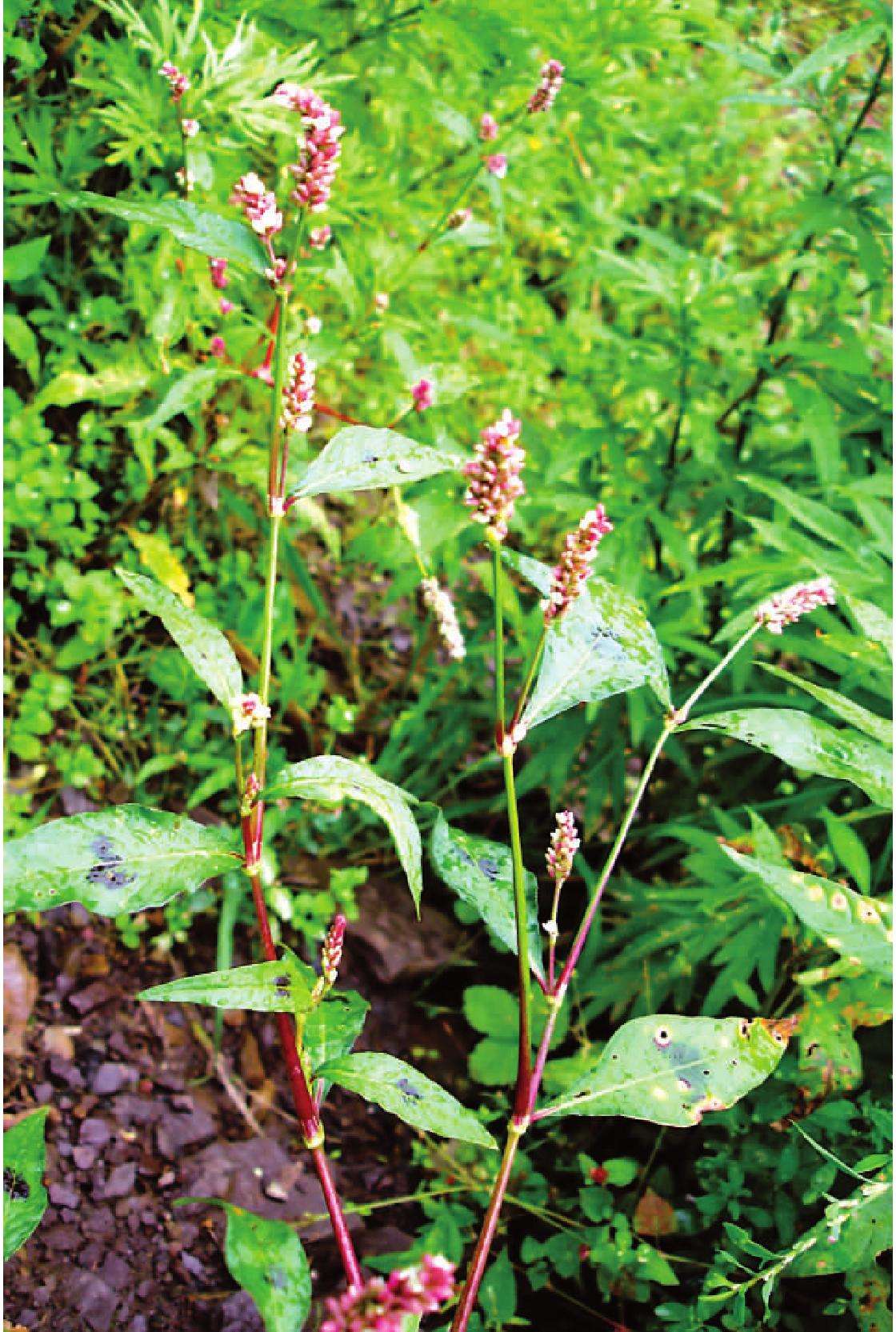 楚材执业药师带你认中药——辣蓼，天生就带辣味