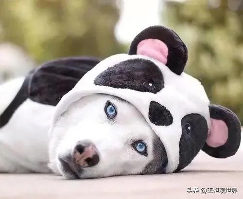 家里没矿的不建议养这5种狗实在是太费钱了