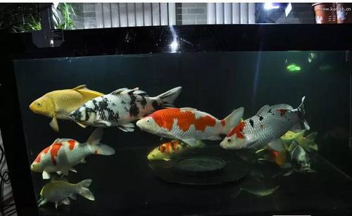 用鱼缸养高档锦鲤,用鱼缸养锦鲤需要滤材吗