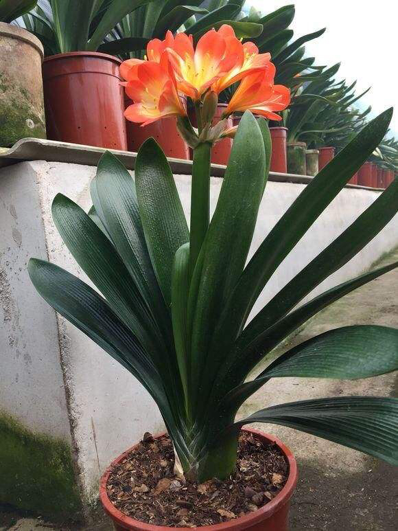 土壤里有虫可以养花吗?一闷,二晒,三消毒,养花赞,长得旺