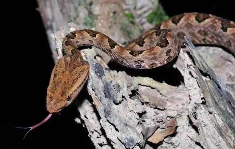 中国剧毒蛇都有哪些 (中国剧毒蛇有几种)