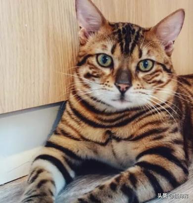 行走的人民币猫,猫界名称