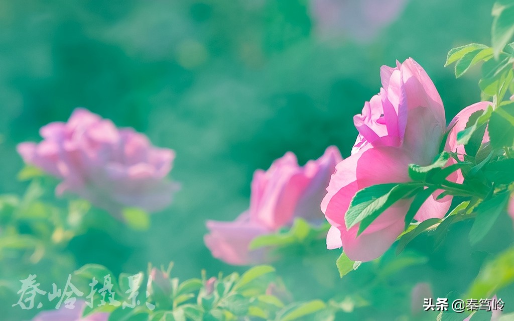 五月玫瑰花期,五月玫瑰盛开时