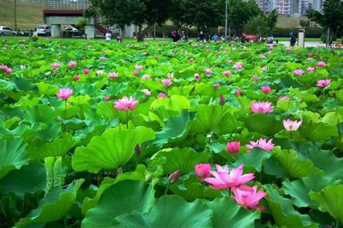上海这个公园竟也藏着唐风古韵,上海公园风景