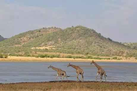 绘语养生｜非洲行画（二）