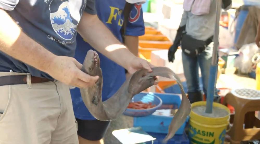 明朝皇帝为什么让郑和下西洋,明朝时郑和带来的食物