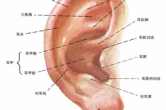 耳朵游泳进水嗡嗡响出不来,耳朵进水后像堵了一层膜听不清