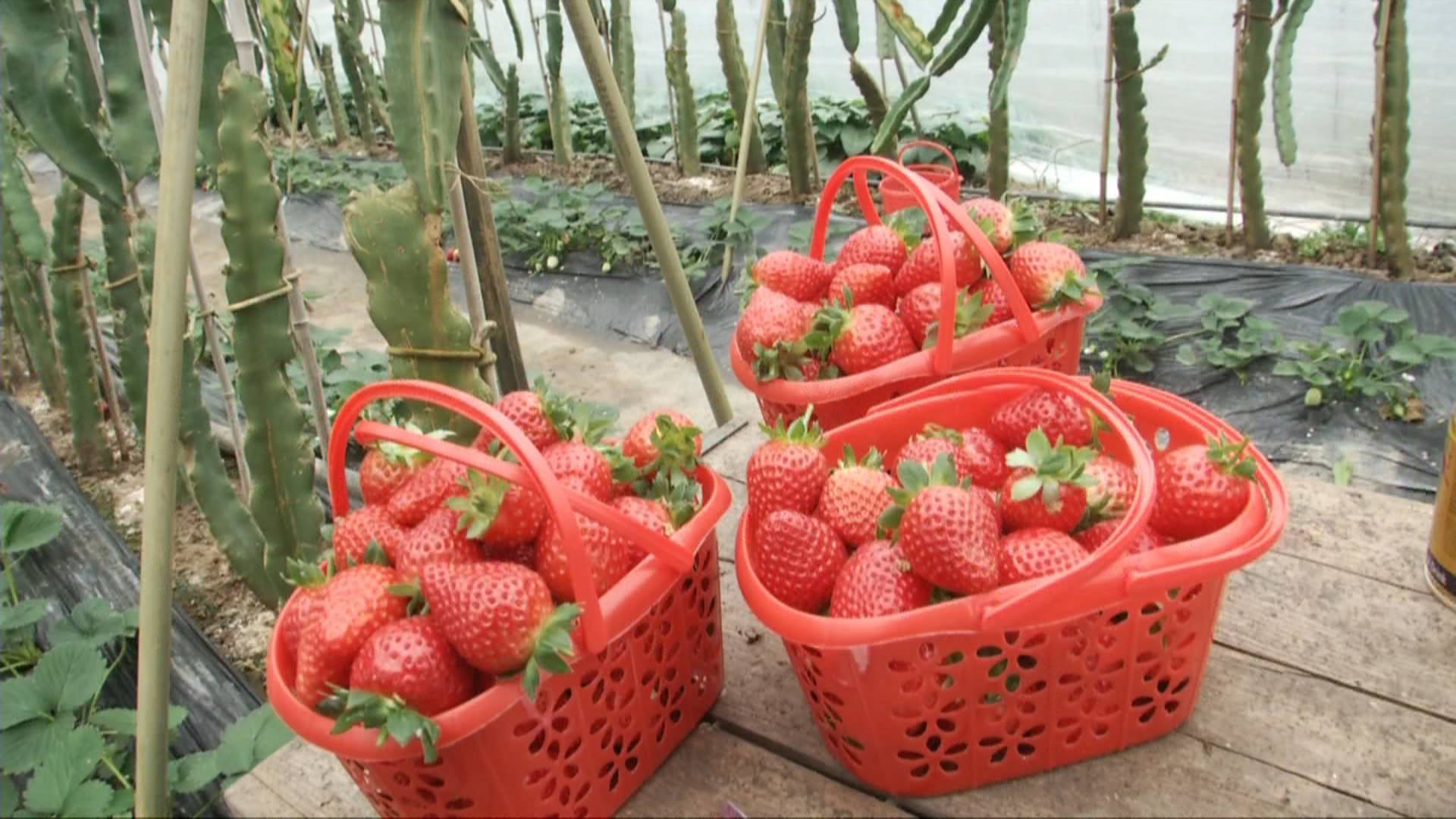 大棚火龙果收获,火龙果套种西瓜大棚