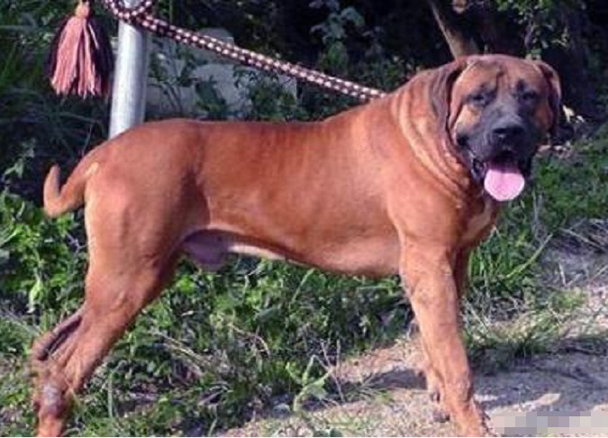 最狠的狗狗是藏獒吗,藏獒是最厉害的狗狗吗