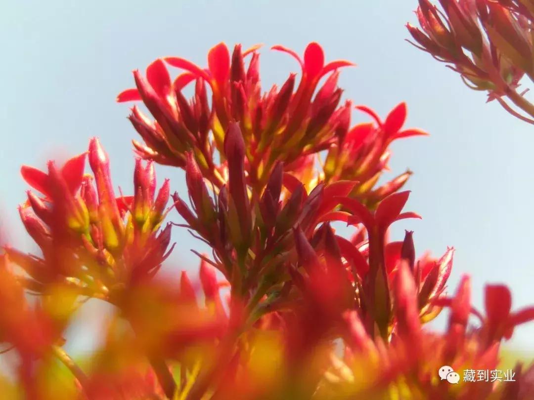 林芝海拔高度多少会有高原反应,海拔3100米含氧量林芝