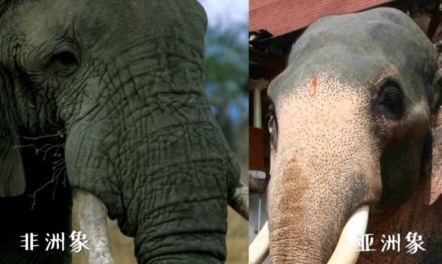 小学问｜集合啦！麦粒鸟教你搞对「象」啦！