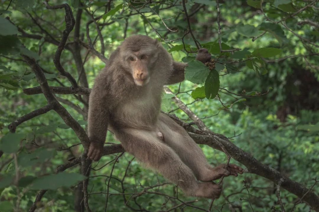我国四大名山九华山,四大佛教名山哪个风景最美