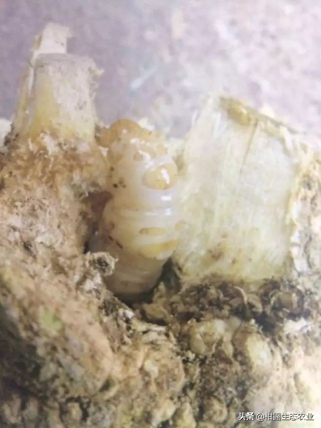 柑橘种植技术及病虫防治,种柑主要病虫害