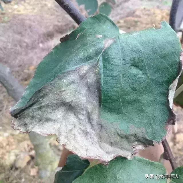 猕猴桃软枣黑斑病害治疗方法,病虫害图谱大全及答案