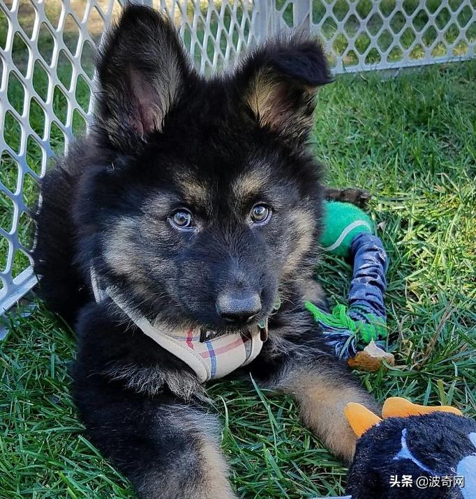 小时候的德牧有多萌,德牧小时候的神仙颜值