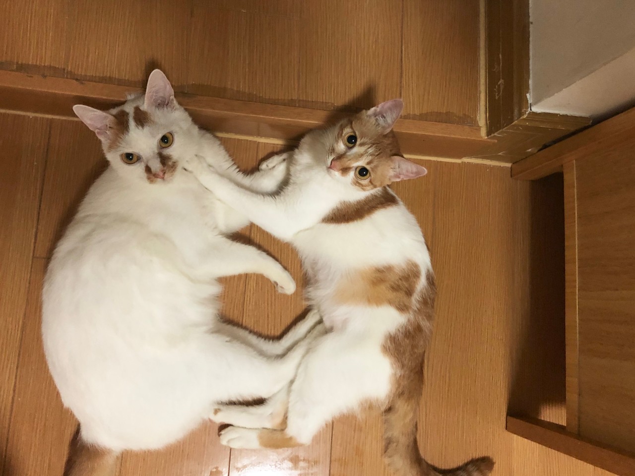 猫咪可以缓解焦虑抑郁吗,猫也会焦虑型依恋吗