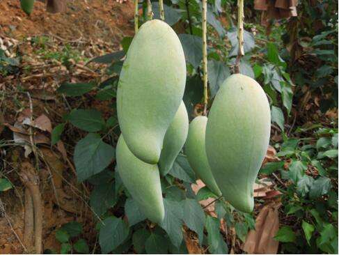 贵妃芒黄金芒大青芒哪种好吃,芒果贵妃芒和金煌芒有啥区别