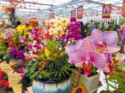 家庭园艺市场前景不可估量,家庭园艺生意有市场吗