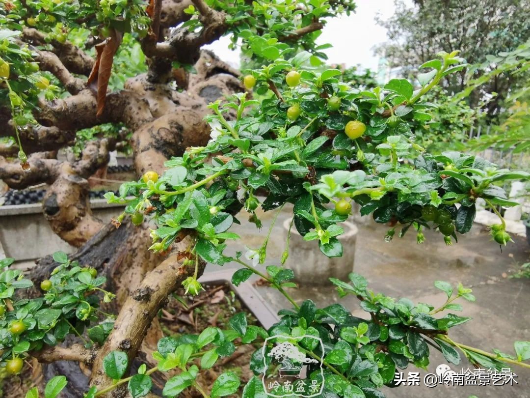 文人杂木盆景精品欣赏,可以做盆景的杂木图片大全