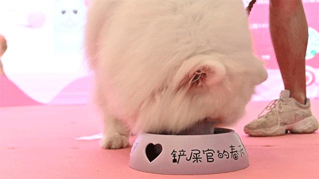 保利MALL 阿派领养日！有只萌宠在call你…