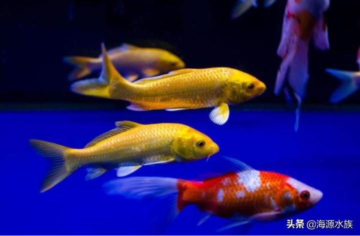 金鱼到底要水多点好还是少点好,养金鱼多久喂一次食多久换一次水