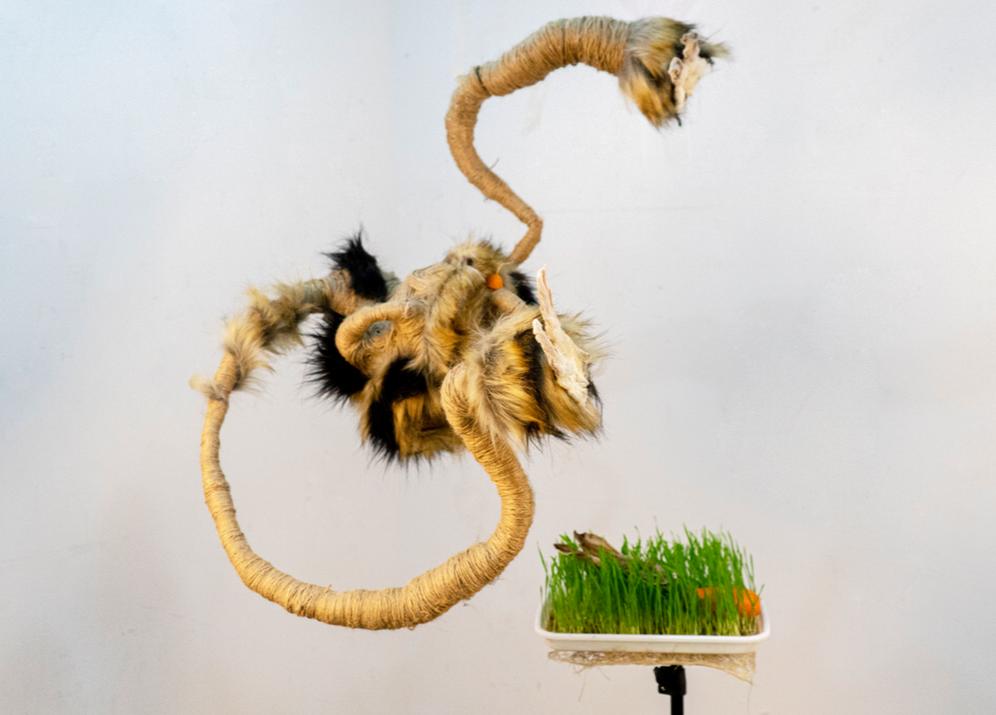 4位鼎石女生的科学梦