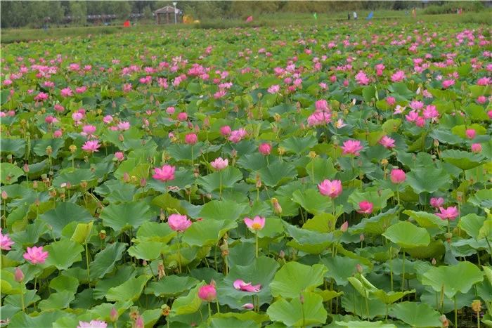 美爆了！让全世界听到，我的名字叫白银！！！